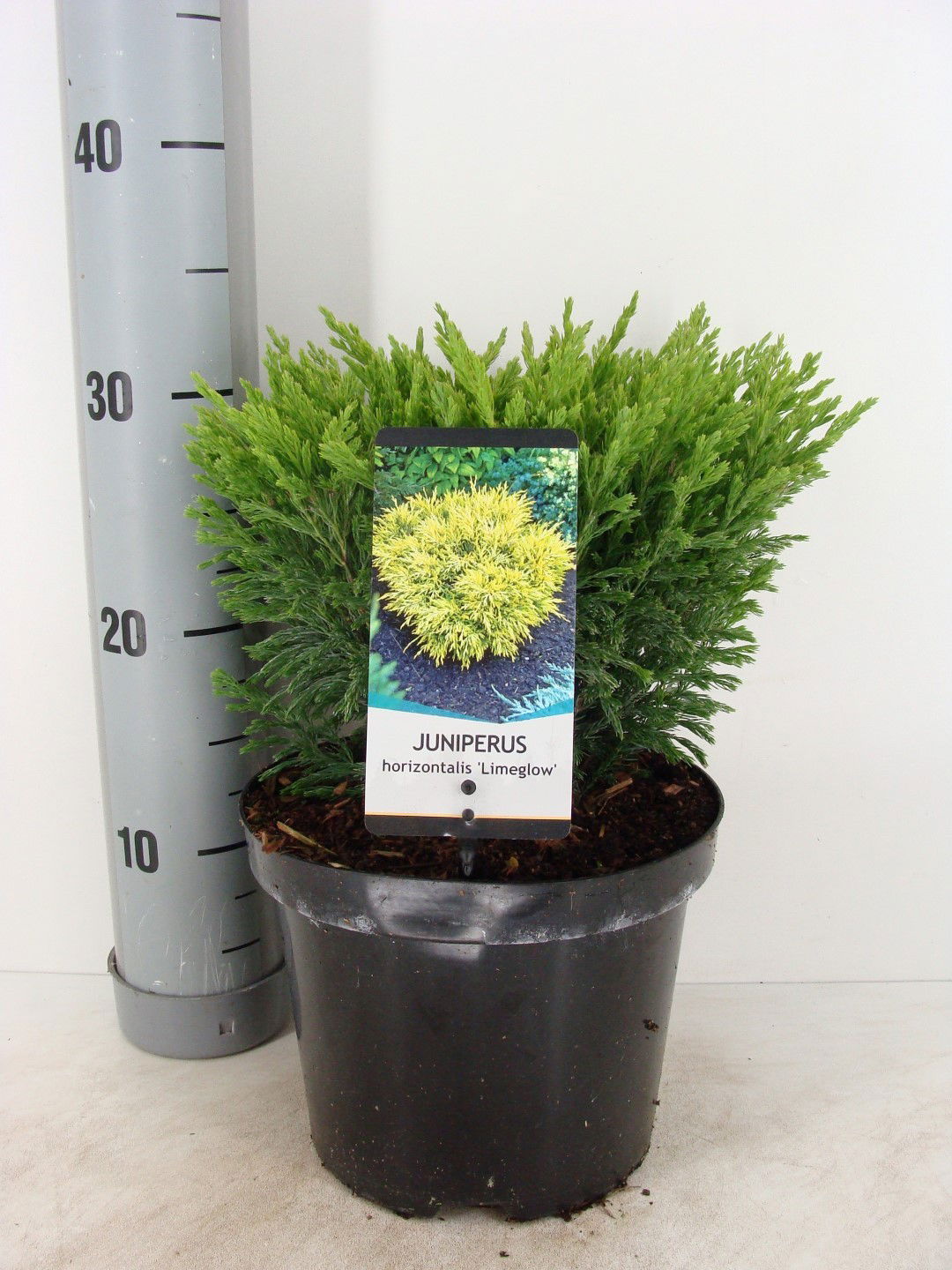 https://cdn.warentuin.nl/media/catalog/product/1/7/1778712815794266_bremmer_boomkwekerijen_conifeer_juniperus_hor_limeglow__1_4500.jpg