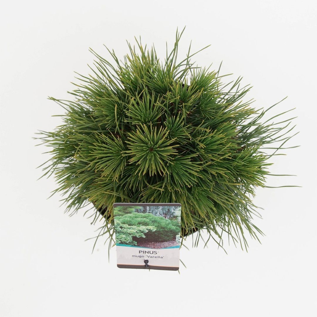 https://cdn.warentuin.nl/media/catalog/product/1/7/1778712815798967_2_warentuin_natuurlijk_planten_pinus_mugo_varella_warentuin_na_d407.jpg