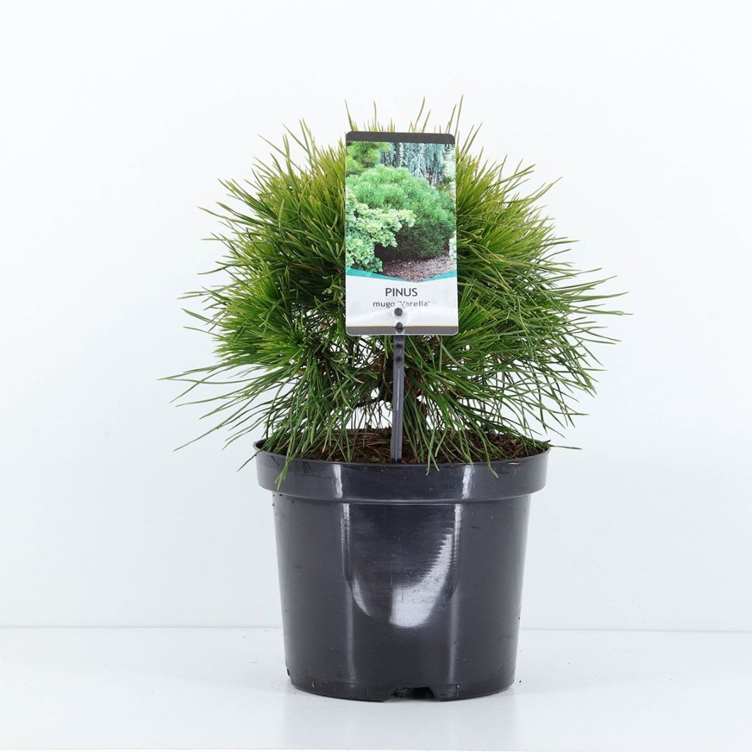 Warentuin natuurlijk Pinus mugo varella - 