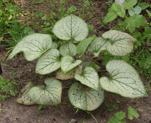 https://cdn.warentuin.nl/media/catalog/product/1/7/1778712815808581_samplant_vaste_planten_brunnera_macrophylla_jack_frost_217c.jpg