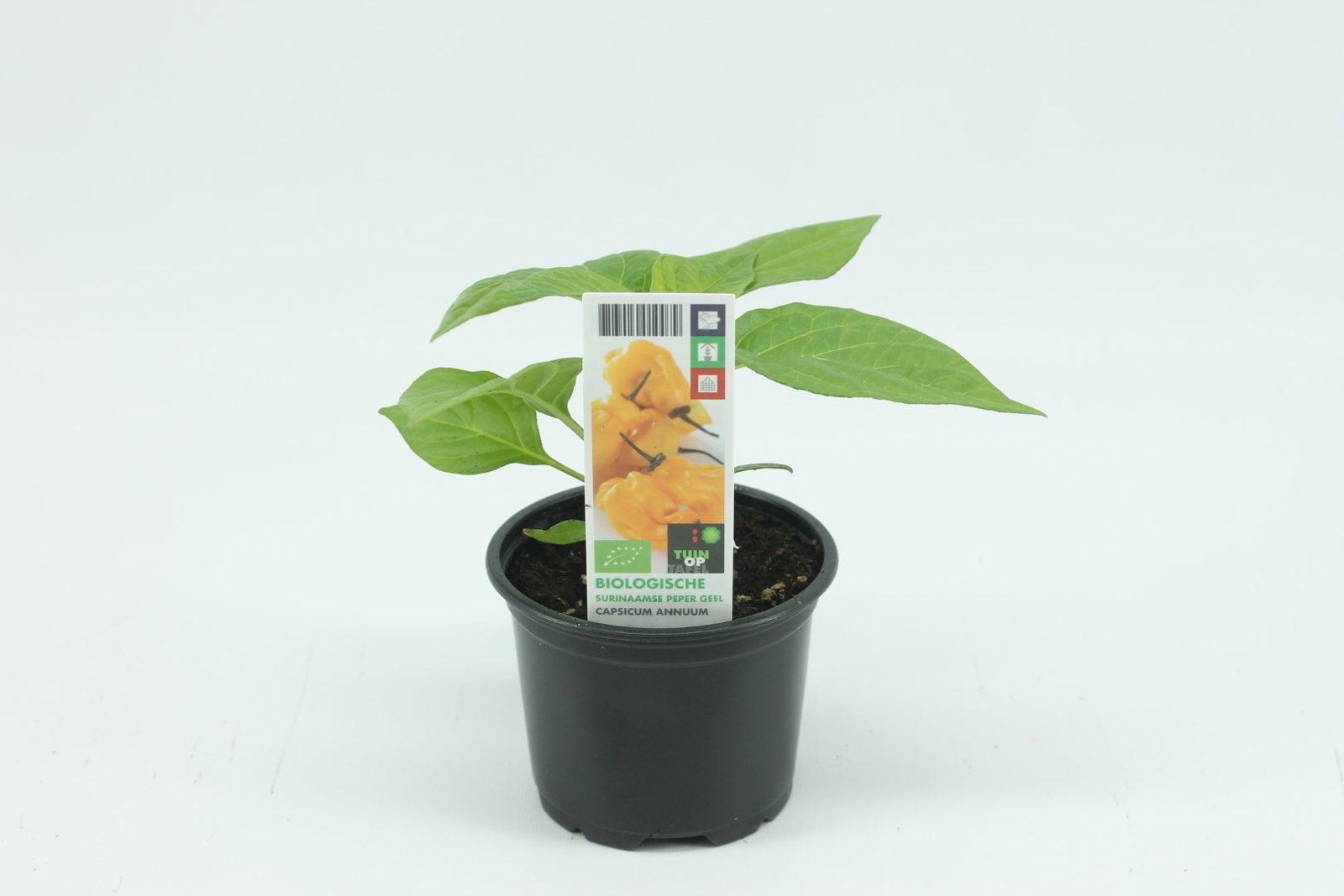 https://cdn.warentuin.nl/media/catalog/product/1/7/1778713024010079_tuin_op_tafel_gewassen_surin_peper_geel_113e.jpg