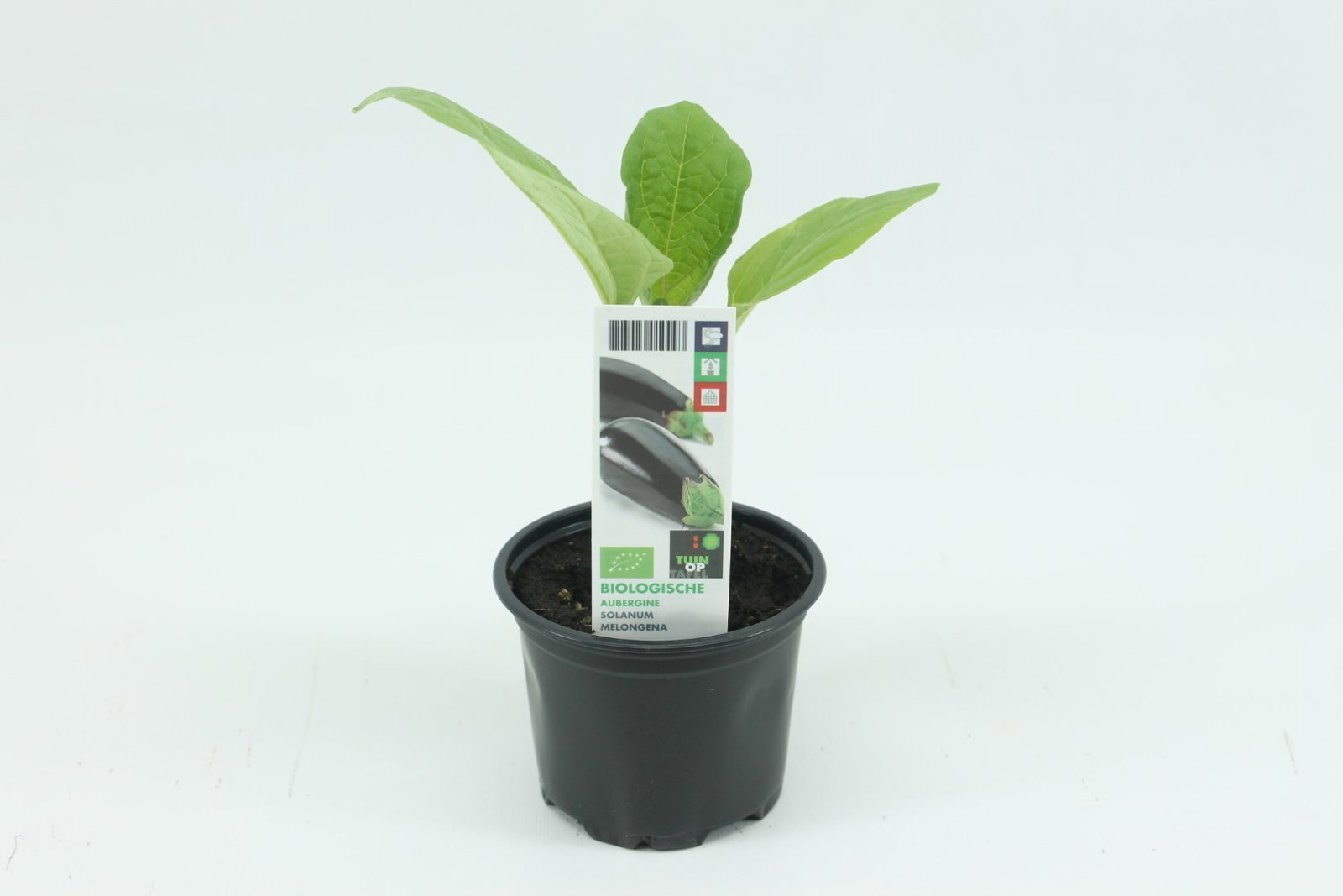 https://cdn.warentuin.nl/media/catalog/product/1/7/1778713024010093_tuin_op_tafel_gewassen_aubergine_a908.jpg