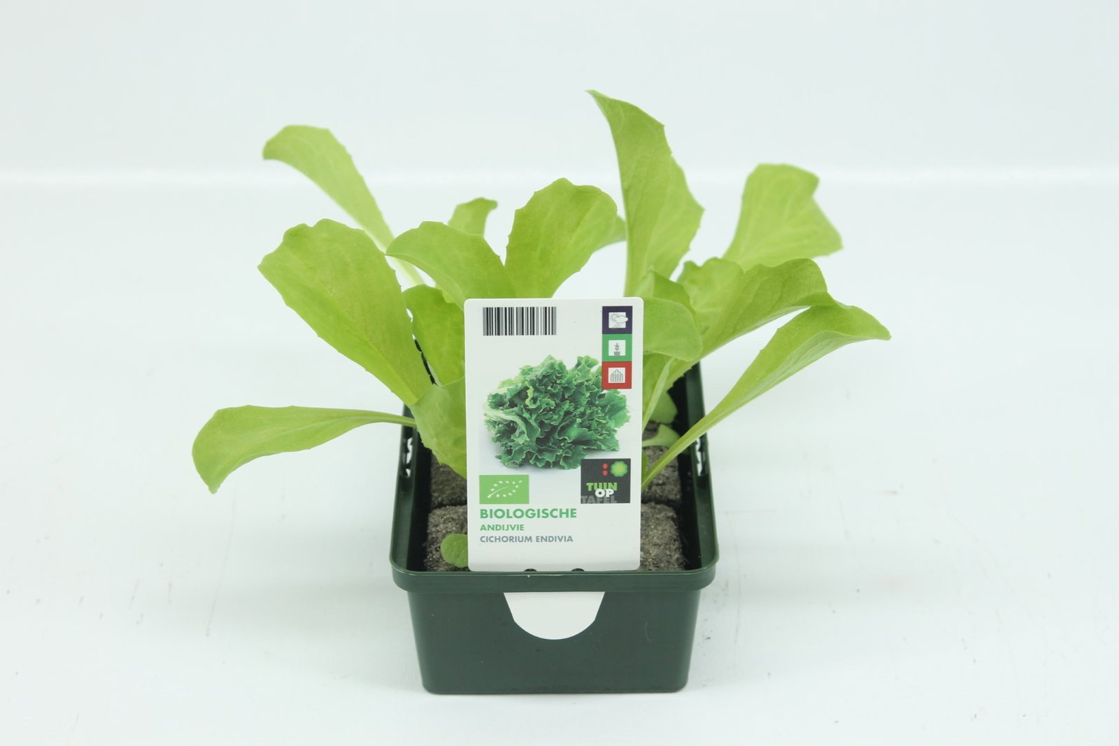 https://cdn.warentuin.nl/media/catalog/product/1/7/1778713024010741_tuin_op_tafel_gewassen_andijvie_b427.jpg