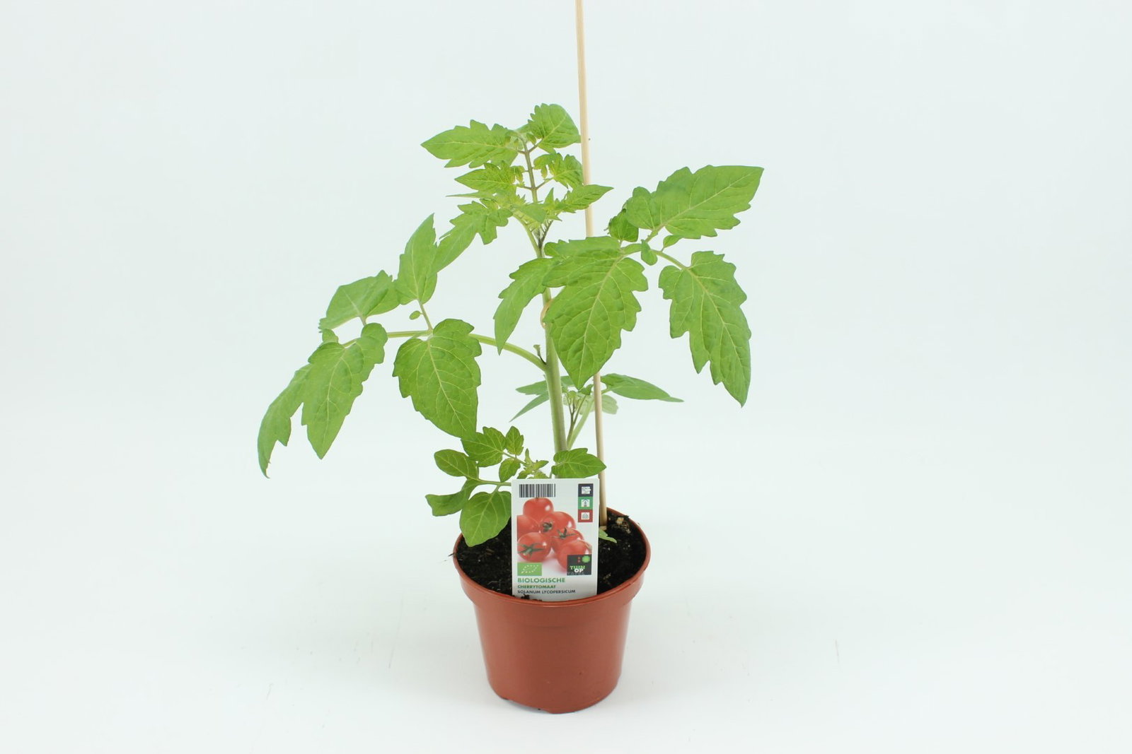 https://cdn.warentuin.nl/media/catalog/product/1/7/1778713024011526_tuin_op_tafel_gewassen_tomaat_cherrytomaat_12_cm_pot__ce8d.jpg