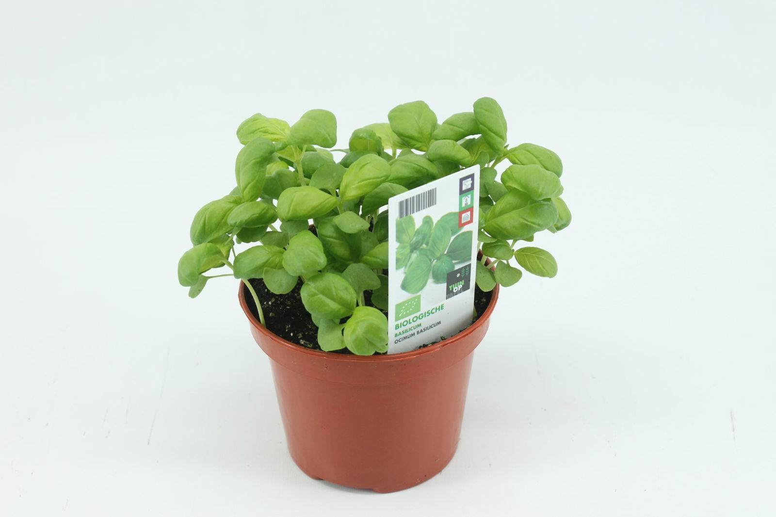 https://cdn.warentuin.nl/media/catalog/product/1/7/1778713024011540_2_tuin_op_tafel_gewassen_basilicum_237d.jpg