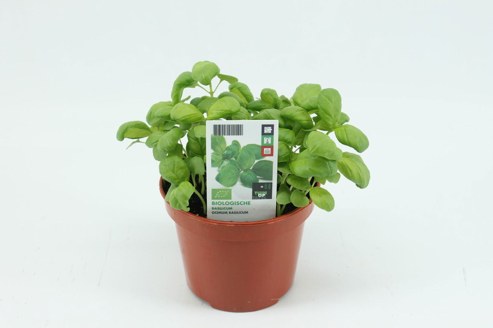 https://cdn.warentuin.nl/media/catalog/product/1/7/1778713024011540_tuin_op_tafel_gewassen_basilicum_5224.jpg