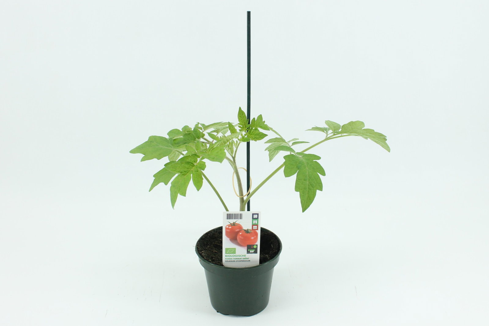 https://cdn.warentuin.nl/media/catalog/product/1/7/1778713024011649_tuin_op_tafel_gewassen_tomaat_geente_ronde_tomaat__d82d.jpg