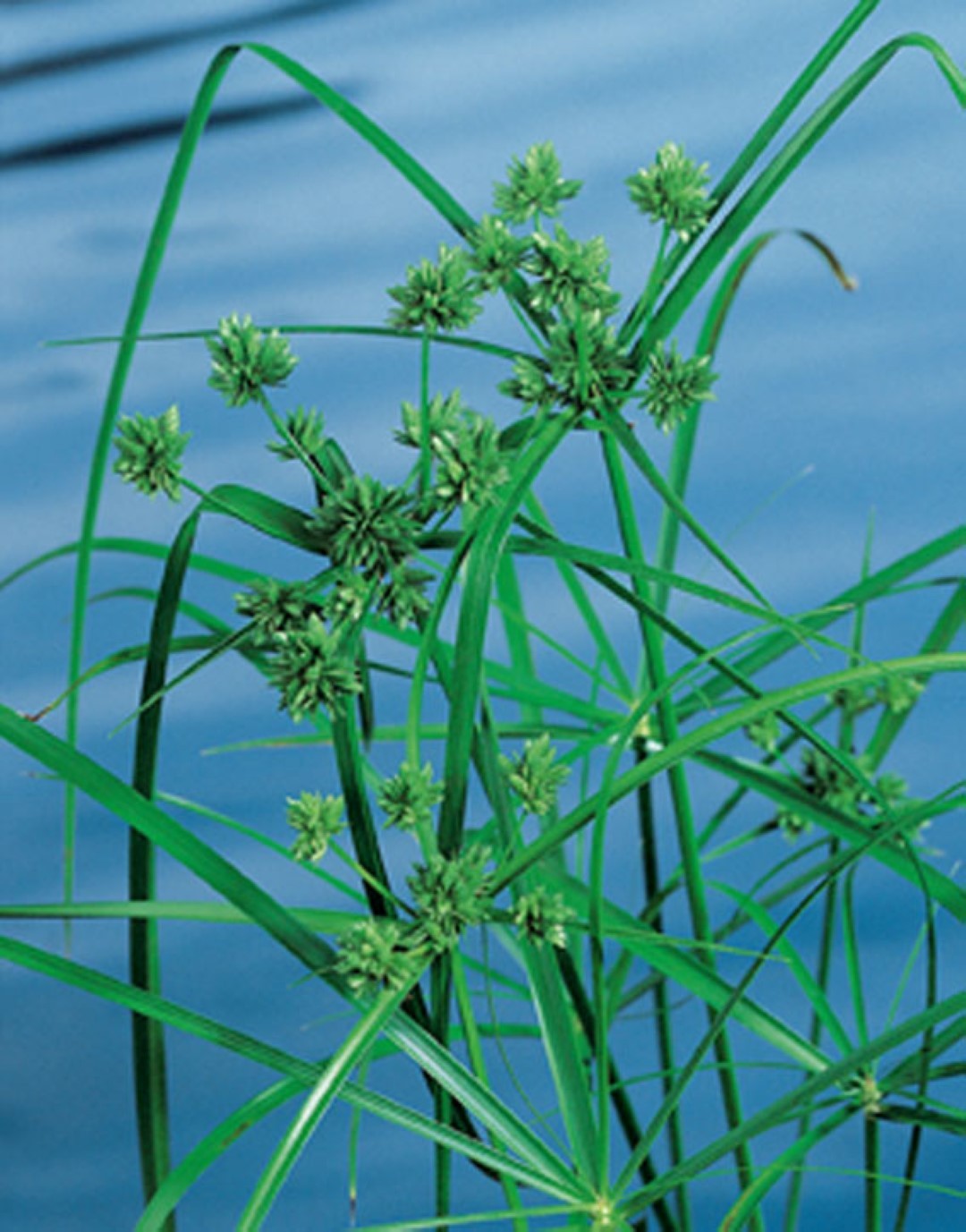 https://cdn.warentuin.nl/media/catalog/product/1/7/1778713469103176_moerings_water__en_moerasplanten_cyperus_alternifolius_potmaat_1187.jpg