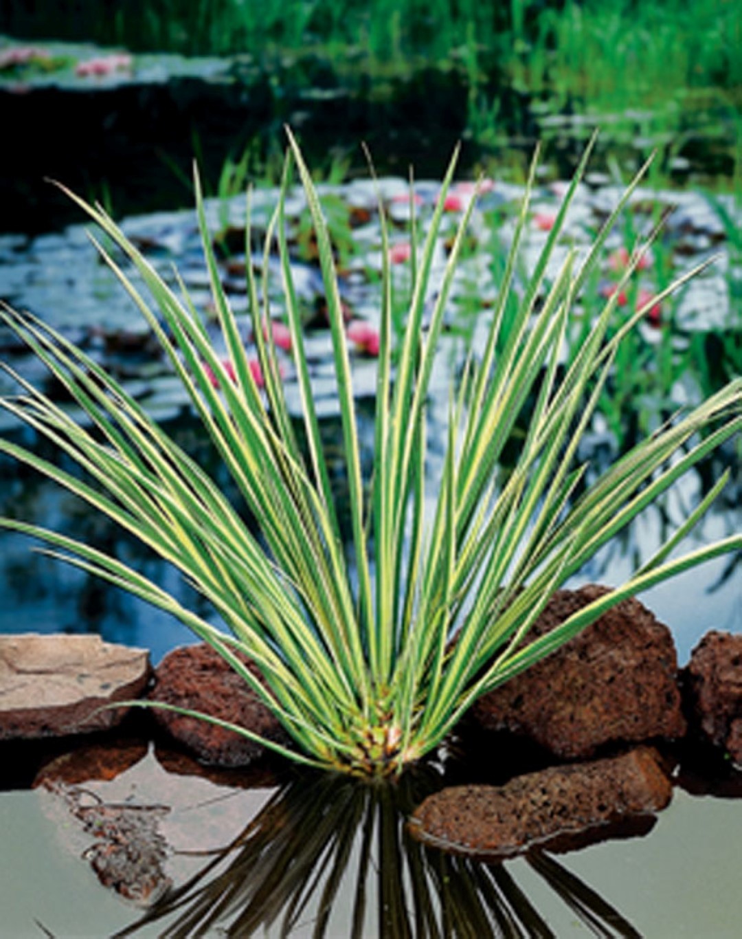 https://cdn.warentuin.nl/media/catalog/product/1/7/1778713469104272_moerings_water__en_moerasplanten_acorus_calamus_gramineus_potm_d4ab.jpg