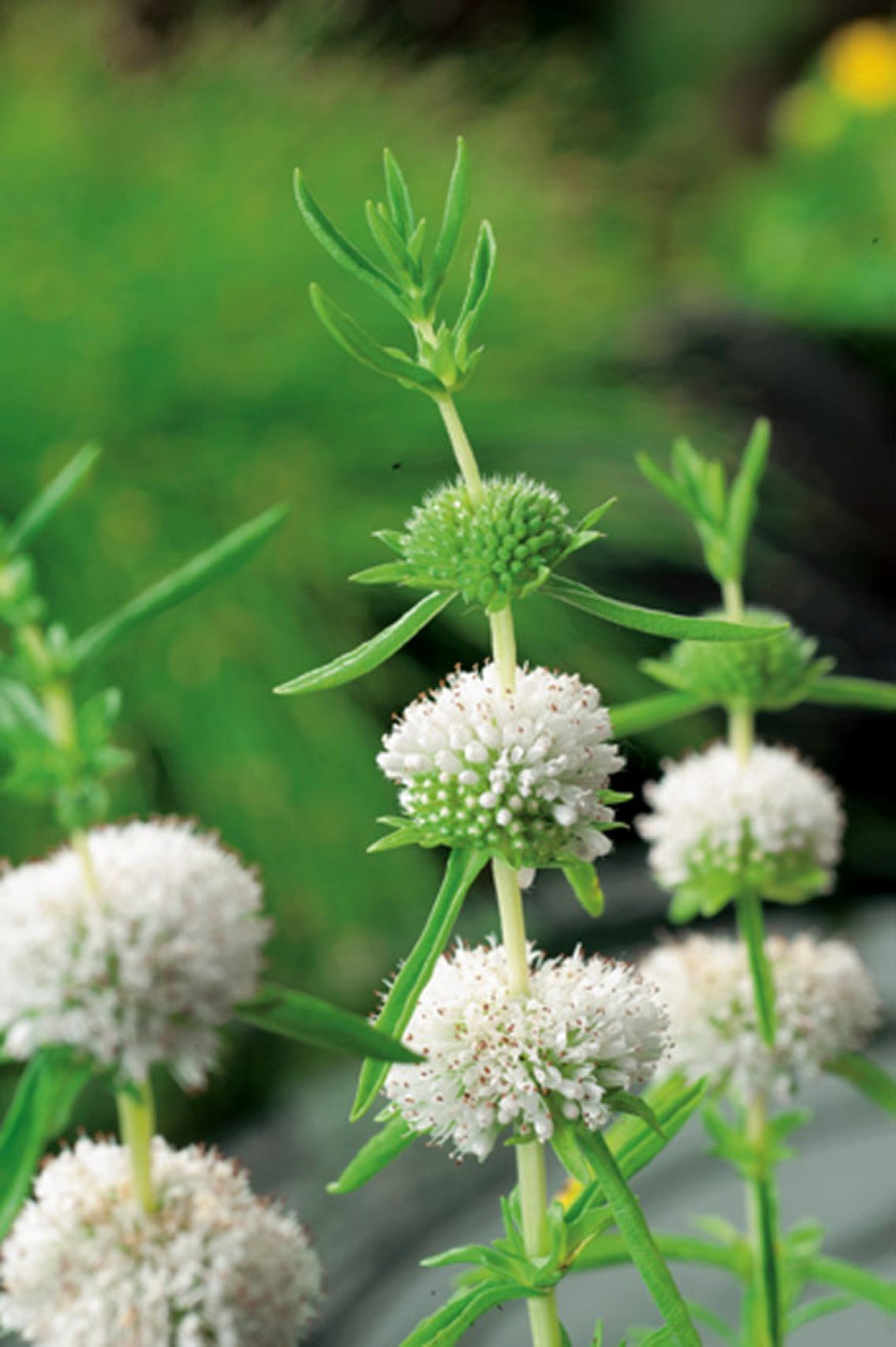 https://cdn.warentuin.nl/media/catalog/product/1/7/1778713469104388_moerings_water__en_moerasplanten_caltha_palustris_alba_potmaat_76d6.jpg