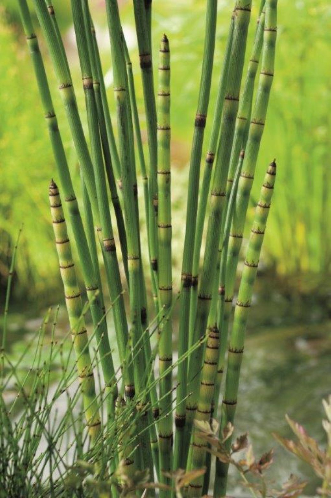 https://cdn.warentuin.nl/media/catalog/product/1/7/1778713469104609_moerings_water__en_moerasplanten_equisetum_japonica_potmaat_p9_8170.jpg