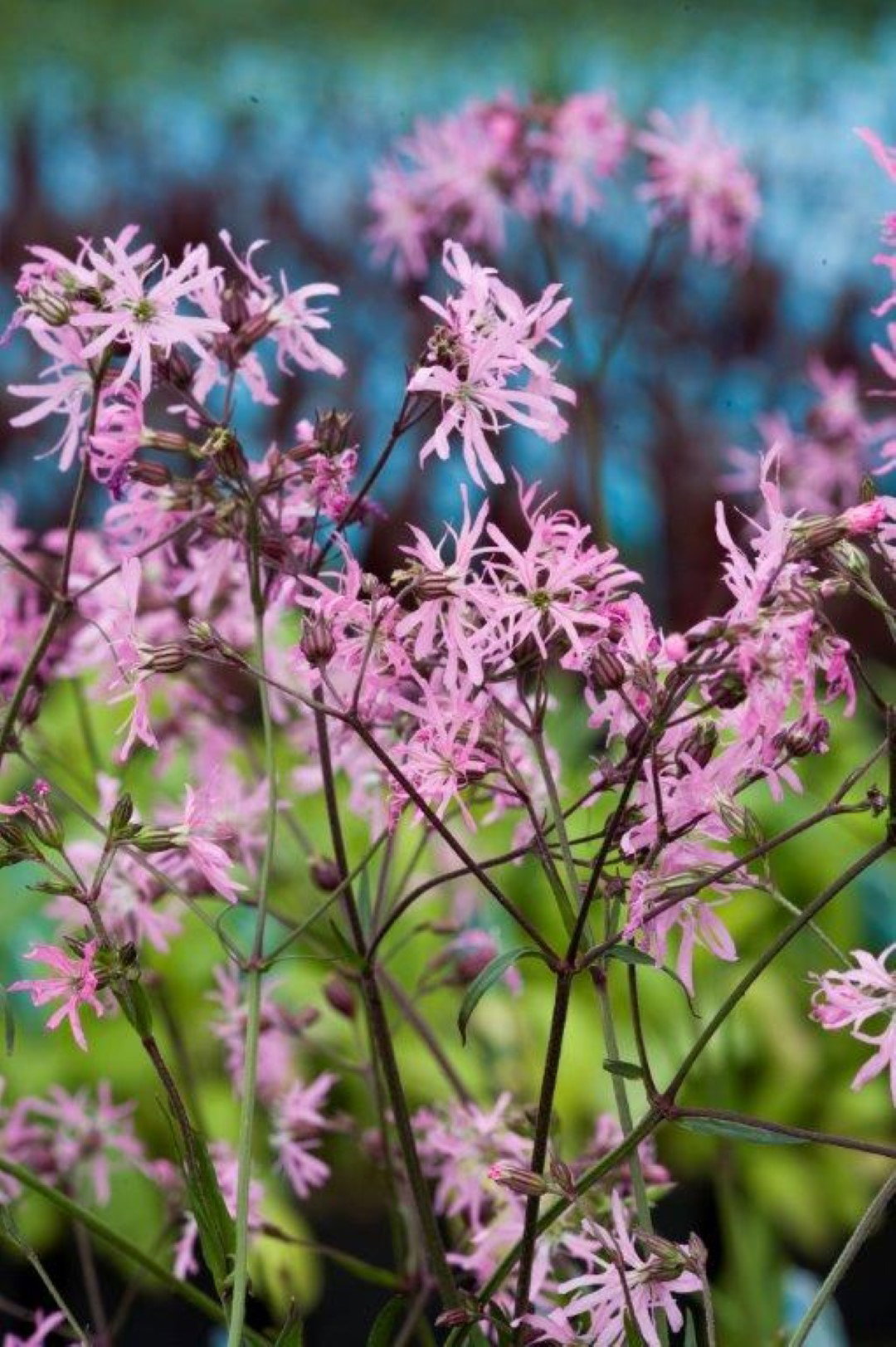 https://cdn.warentuin.nl/media/catalog/product/1/7/1778713469105057_moerings_water__en_moerasplanten_lychnis_flos_cuculi_potmaat_p_d5b9.jpg