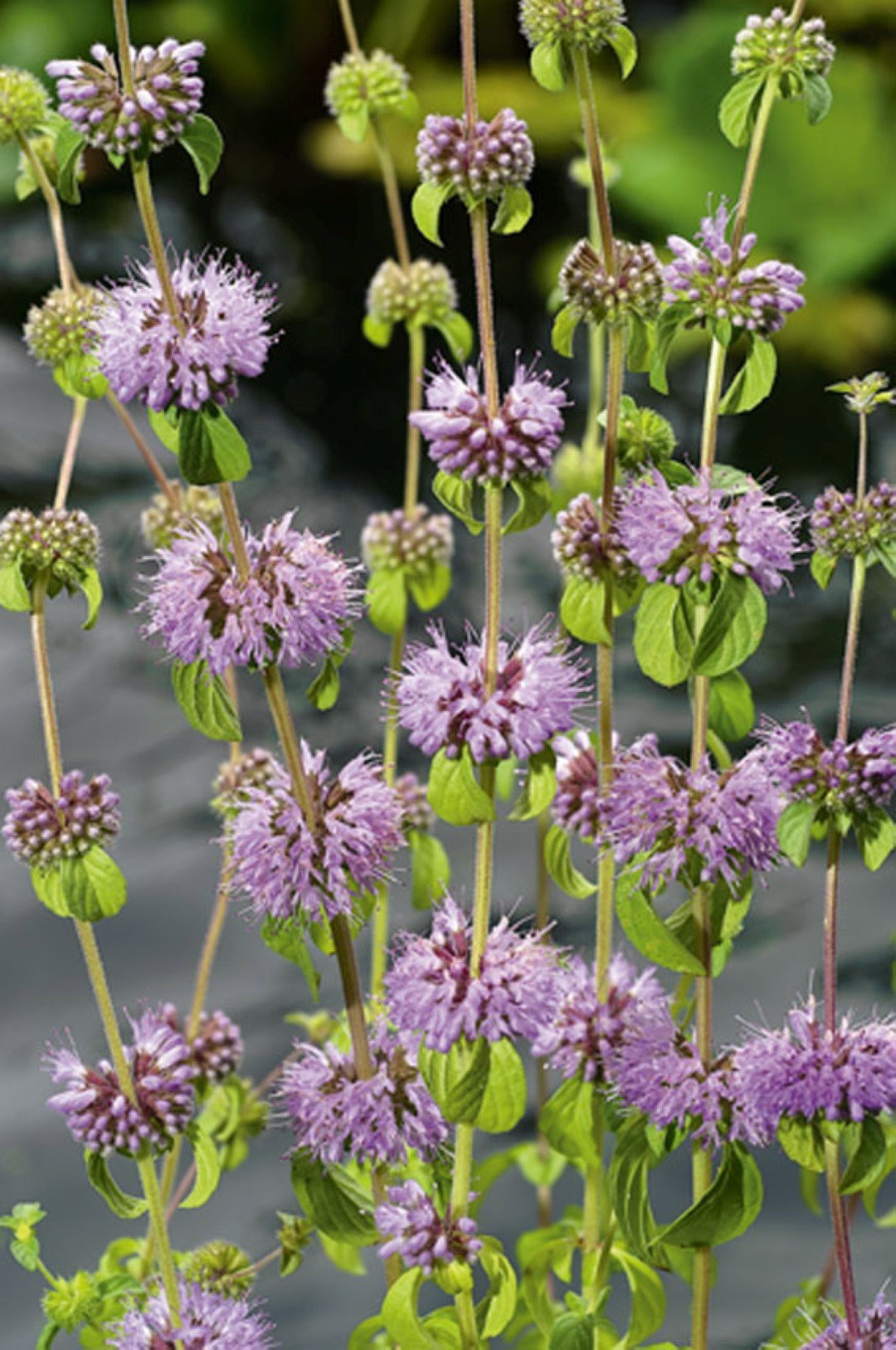 https://cdn.warentuin.nl/media/catalog/product/1/7/1778713469105149_moerings_water__en_moerasplanten_mentha_aquatica_potmaat_p9_mo_9661.jpg