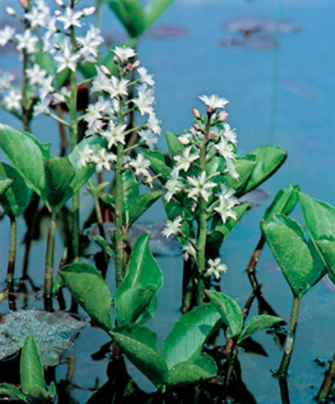 https://cdn.warentuin.nl/media/catalog/product/1/7/1778713469105156_moerings_water__en_moerasplanten_menyanthes_trifoliata_potmaat_e1df.jpg