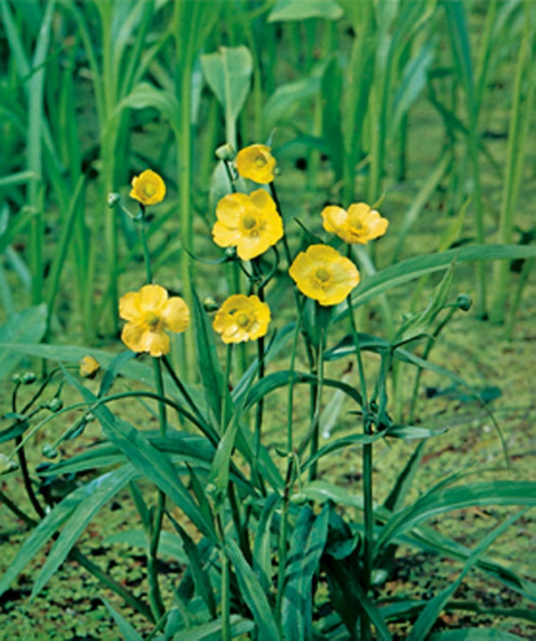 https://cdn.warentuin.nl/media/catalog/product/1/7/1778713469105859_moerings_water__en_moerasplanten_ranunculus_flammula_potmaat_p_83de.jpg