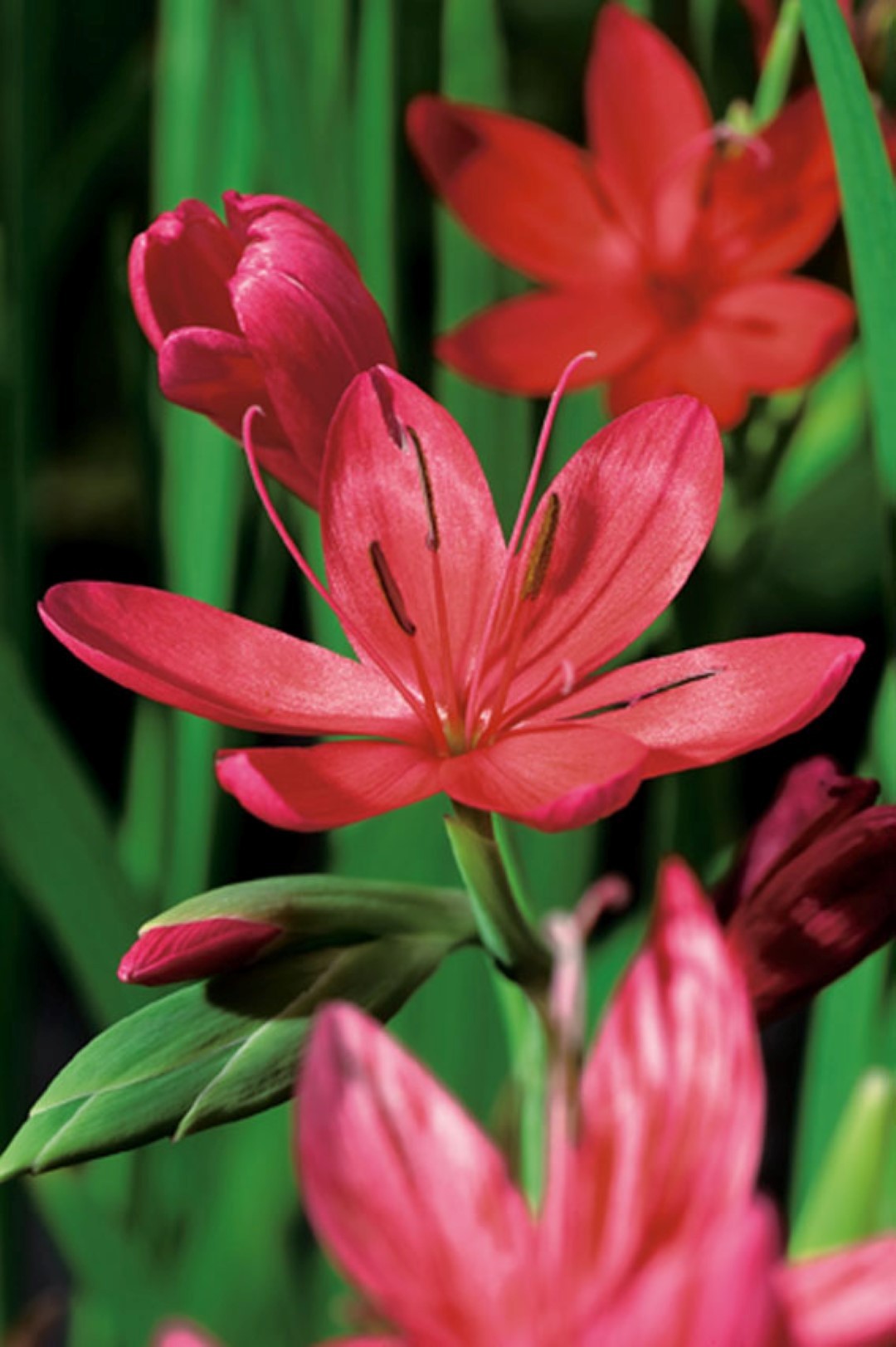 https://cdn.warentuin.nl/media/catalog/product/1/7/1778713469105941_moerings_water__en_moerasplanten_schizosylis_coccinea_potmaat__9042.jpg