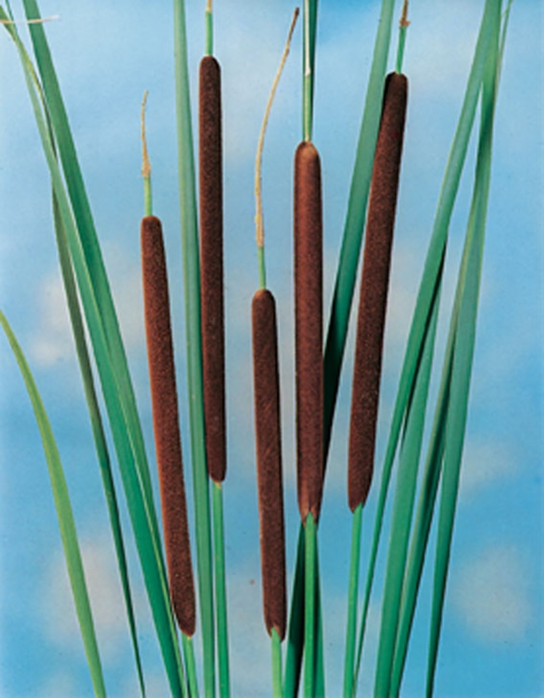 https://cdn.warentuin.nl/media/catalog/product/1/7/1778713469106139_moerings_water__en_moerasplanten_typha_angustifolia_potmaat_p9_62f4.jpg