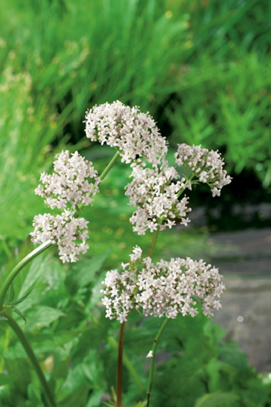 https://cdn.warentuin.nl/media/catalog/product/1/7/1778713469106184_moerings_water__en_moerasplanten_valeriana_officinalis_potmaat_9af6.jpg