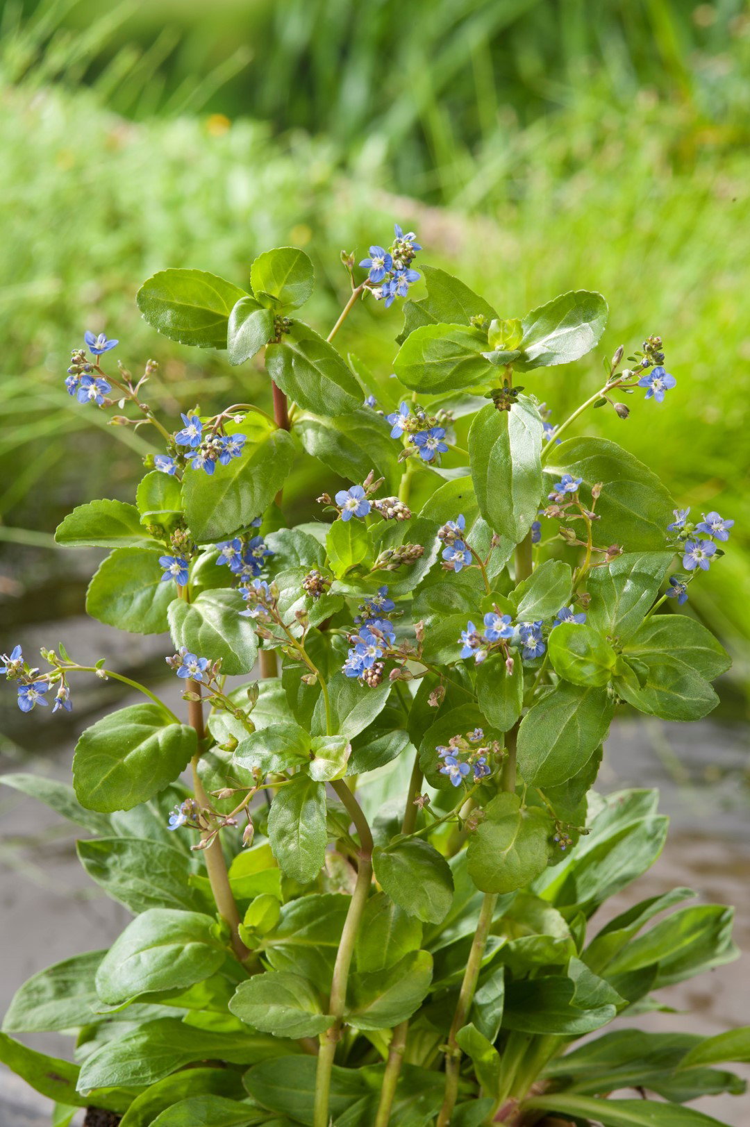 https://cdn.warentuin.nl/media/catalog/product/1/7/1778713469106191_moerings_water__en_moerasplanten_veronica_beccabunga_potmaat_p_5aed.jpg