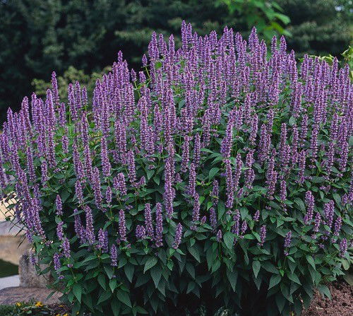 https://cdn.warentuin.nl/media/catalog/product/1/7/1778713469131216_samplant_vaste_planten_agastache_blue_fortune_6323.jpg