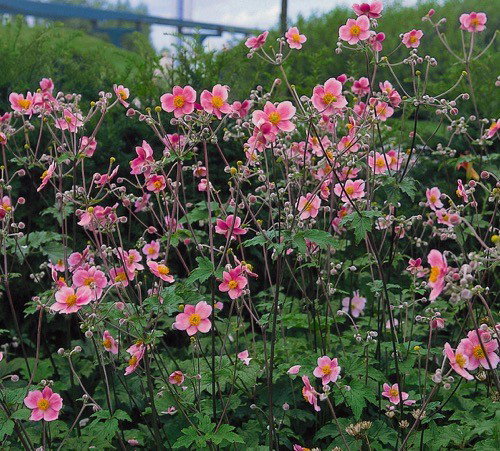 https://cdn.warentuin.nl/media/catalog/product/1/7/1778713469154949_samplant_vaste_planten_anemone_tomentosa_robustissima_57f6.jpg