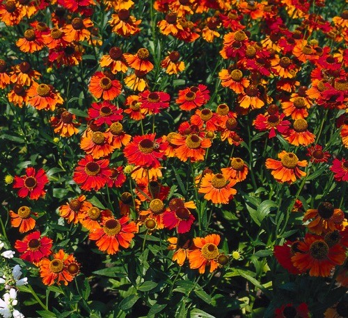 https://cdn.warentuin.nl/media/catalog/product/1/7/1778713469389488_samplant_vaste_planten_helenium_moerheim_beauty_1934.jpg