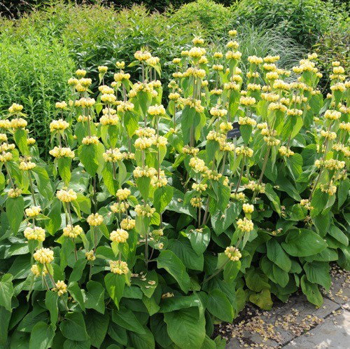 Phlomis russeliana Griffioen - Griffioen