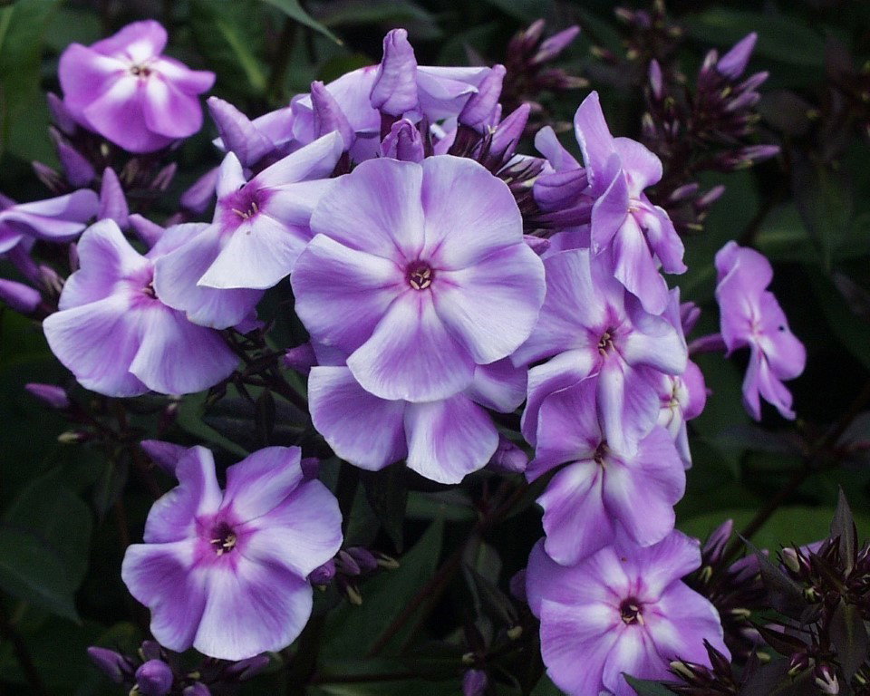https://cdn.warentuin.nl/media/catalog/product/1/7/1778713469630344_samplant_buitenplanten_phlox_p_blue_boy_samplant_7_1a81.jpg