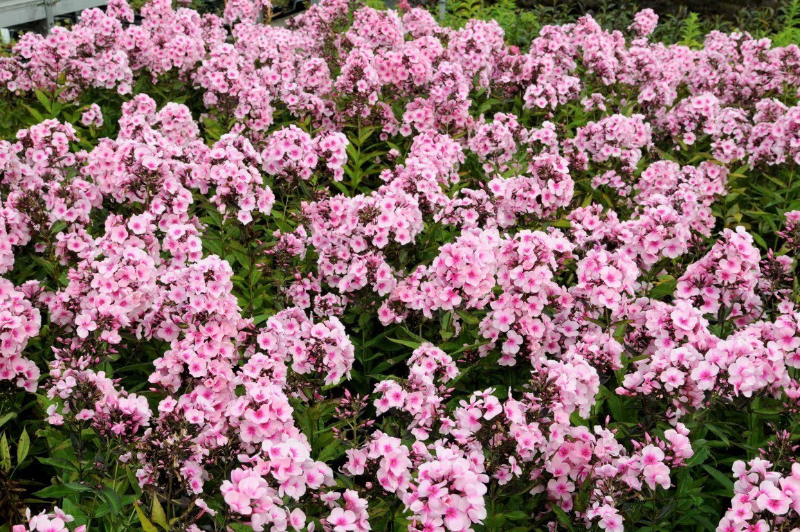 https://cdn.warentuin.nl/media/catalog/product/1/7/1778713469630832_samplant_buitenplanten_phlox_p_bright_eyes_samplant_1__7_4080.jpg