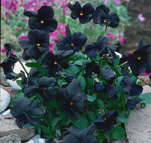 https://cdn.warentuin.nl/media/catalog/product/1/7/1778713469799898_samplant_vaste_planten_viola_c_molly_sanderson_653c.jpg