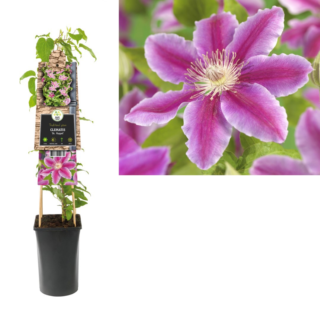 Klimplant Clematis Dr. Ruppel 75 cm Bosrank Van der Starre - Van der starre