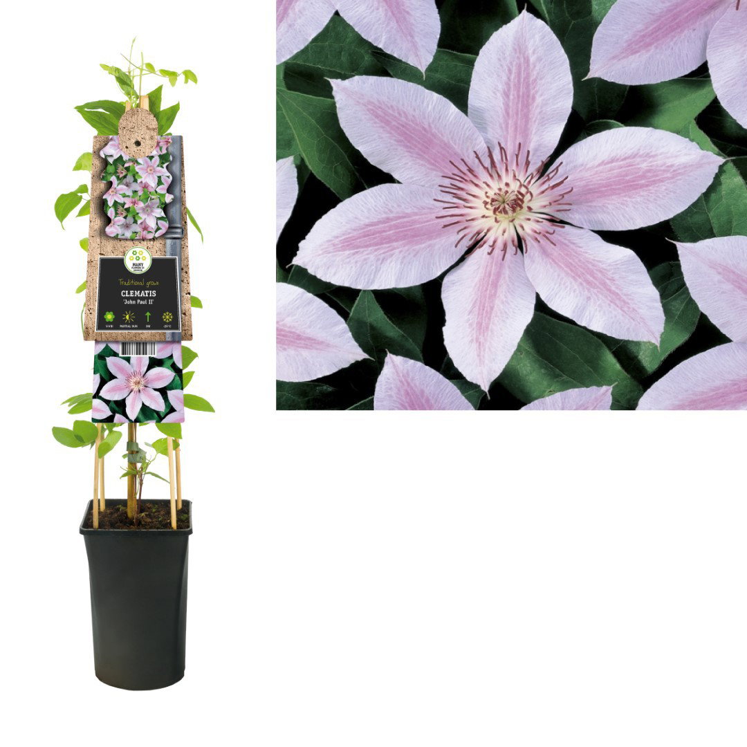 Klimplant Clematis John Paul II 75 cm Bosrank Van der Starre - Van der starre