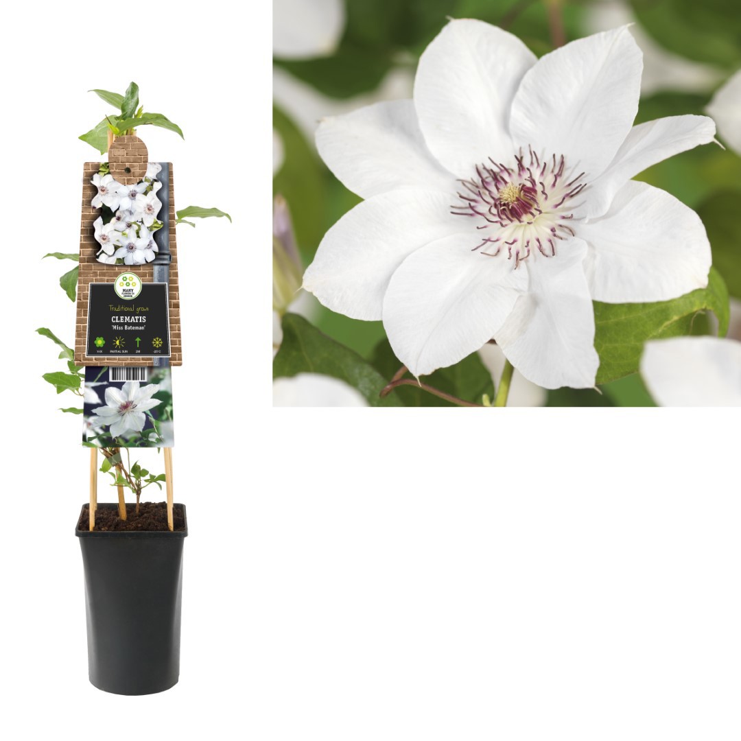 Klimplant Clematis Miss Bateman 75 cm Bosrank Van der Starre - Van der starre