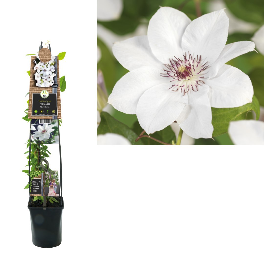 Klimplant Clematis Miss Bateman 120 cm Bosrank Van der Starre - Van der starre