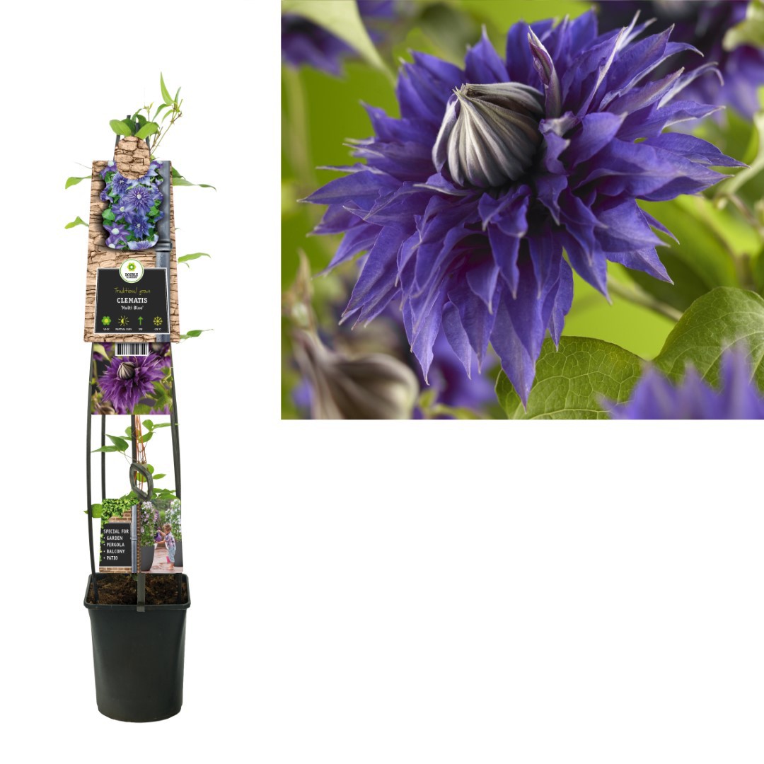 Klimplant Clematis Multi Blue 120 cm Bosrank Van der Starre - Van der starre