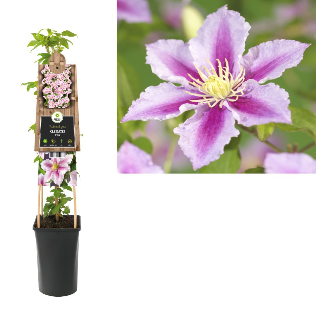 Klimplant Clematis Piilu 75 cm Bosrank Van der Starre - Van der starre