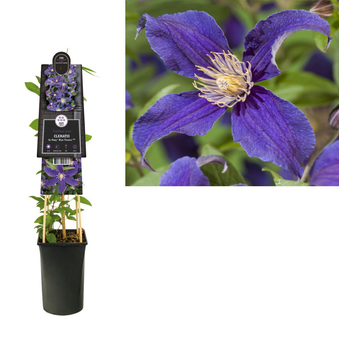 Klimplant Clematis So Many Blue Flowers PBR 75 cm Bosrank Van der Starre - Van der starre