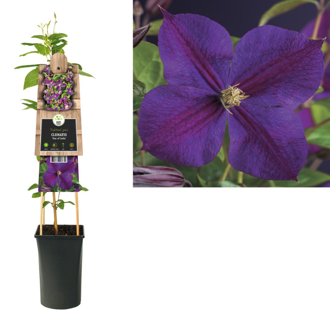 Klimplant Clematis Star of India 75 cm Bosrank Van der Starre - Van der starre