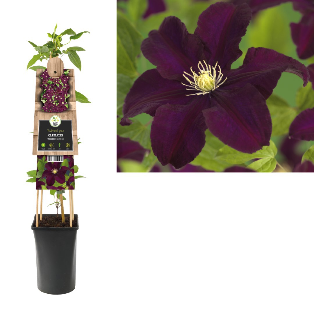 Klimplant Clematis Warszawska Nike 75 cm Bosrank Van der Starre - Van der starre