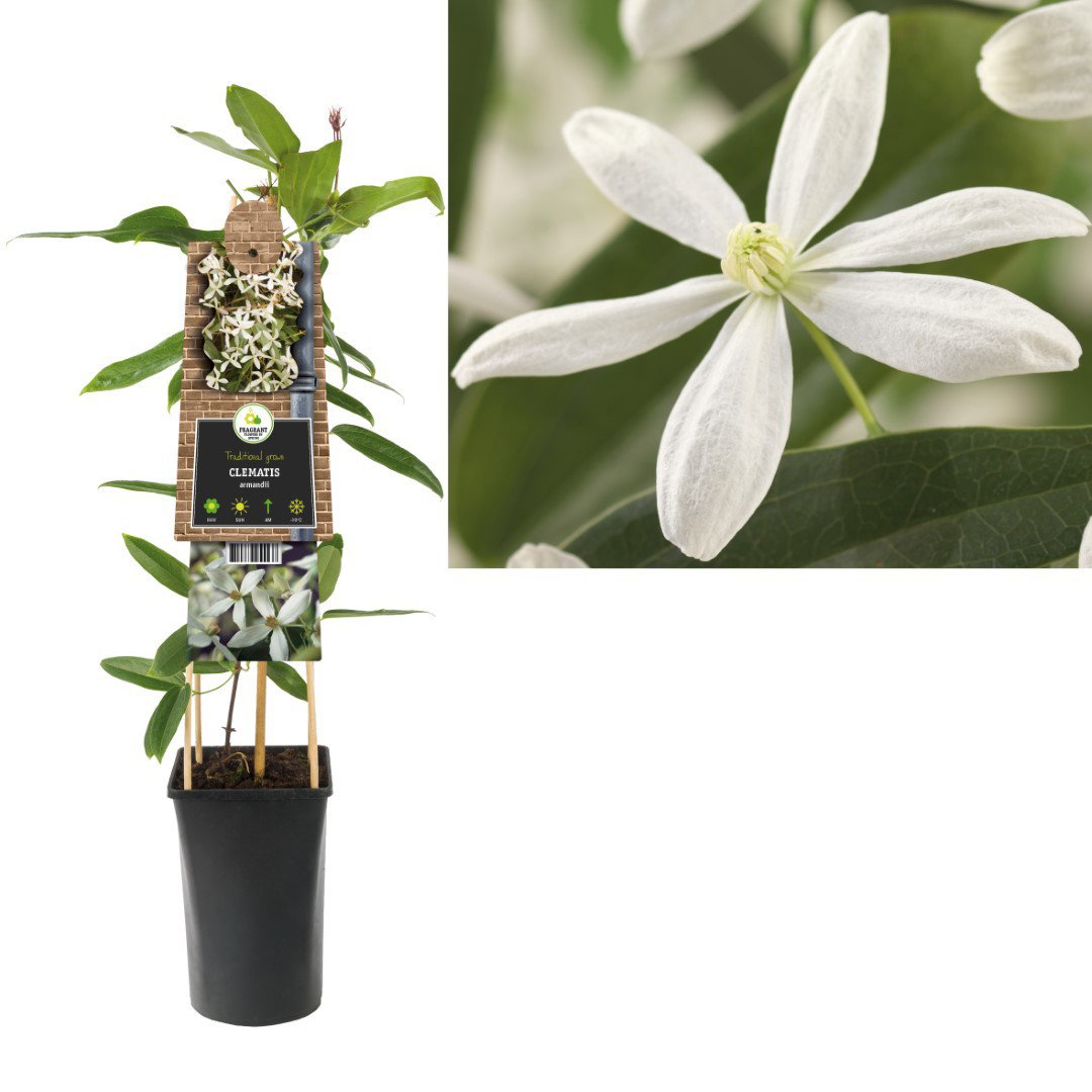 Klimplant Clematis armandii 75 cm Bosrank Van der Starre - Van der starre