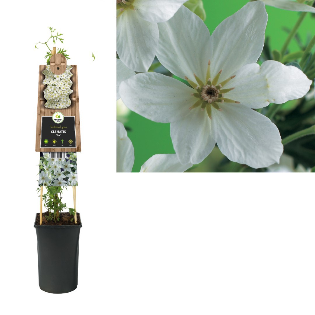 Klimplant Clematis Joe 75 cm Bosrank Van der Starre - Van der starre