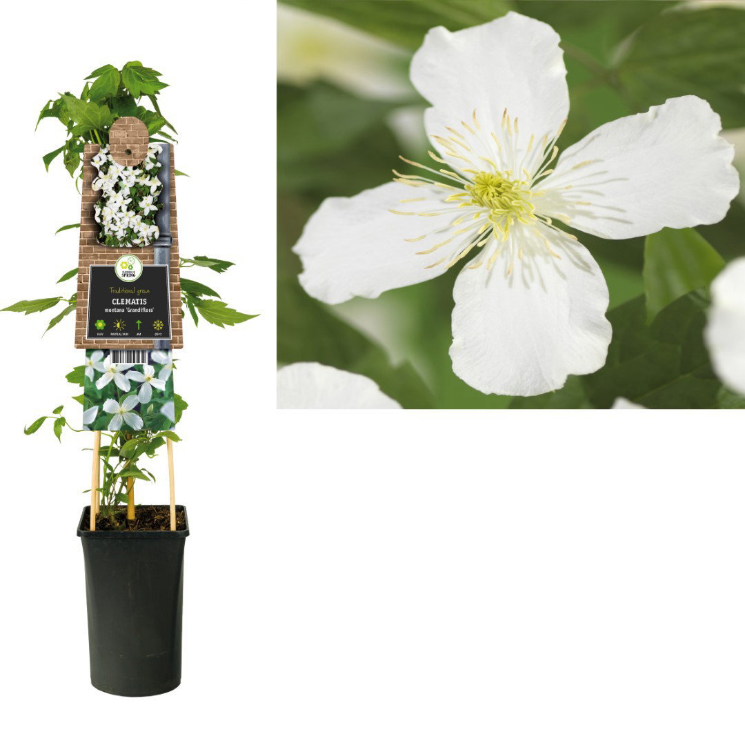 Klimplant Clematis montana Grandiflora 75 cm Bosrank Van der Starre - Van der starre