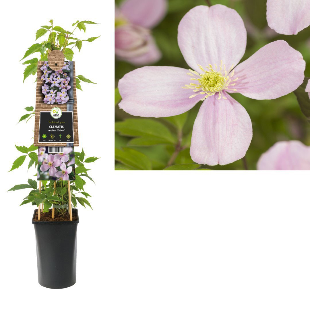 Klimplant Clematis montana Rubens 75 cm Bosrank Van der Starre - Van der starre
