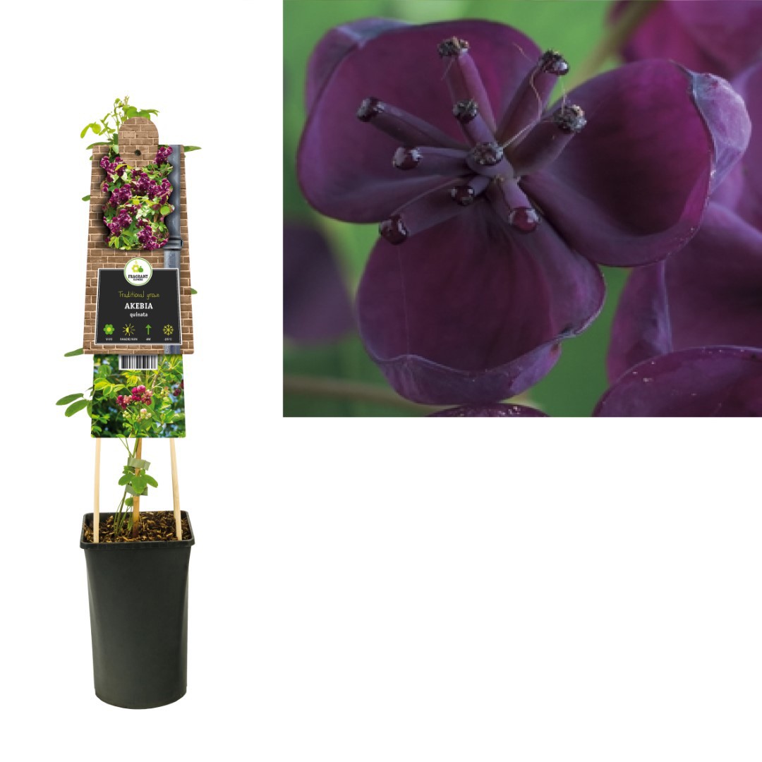 Klimplant Akebia quinata 75 cm Vijfbladige akebia Van der Starre - Van der starre