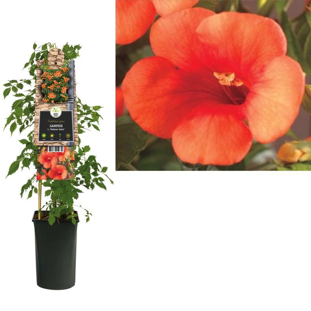 Klimplant Campsis t. Madame Galen 75 cm Trompetbloem Van der Starre - Van der starre