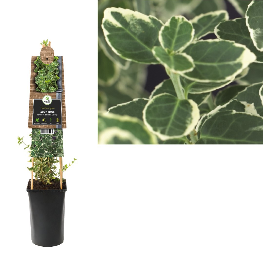 Klimplant Euonymus fortunei Emerald Gaiety 75 cm Bontbladige kardinaalsmuts Van der Starre - Van der