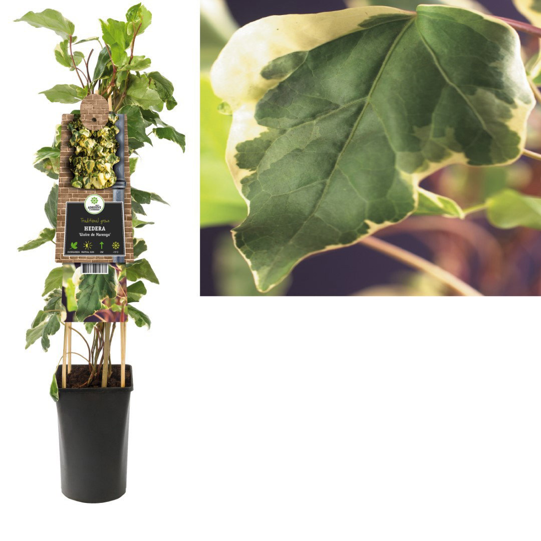 Klimplant Hedera Gloire de Marengo 75 cm Klimop Van der Starre - Van der starre