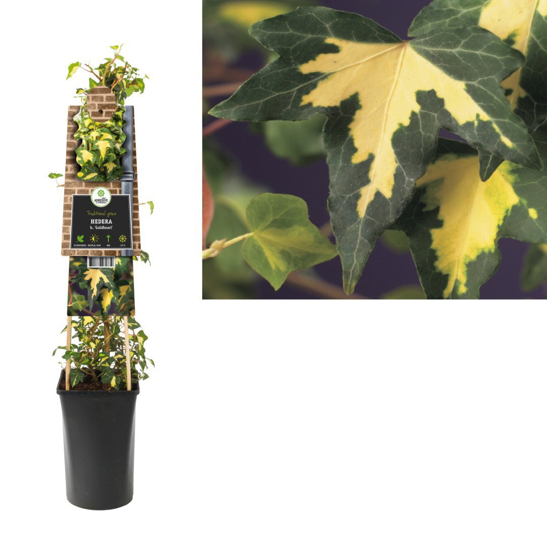 Klimplant Hedera h. Goldheart 75 cm Klimop Van der Starre - Van der starre