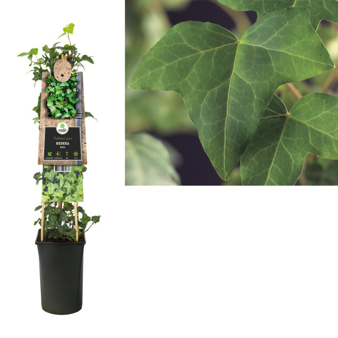 Klimplant Hedera helix 75 cm Bosrank Van der Starre - Van der starre