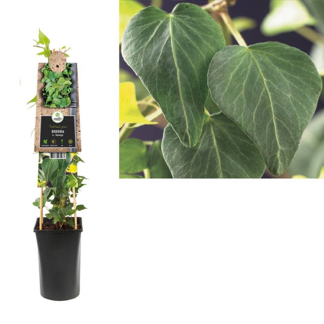 Klimplant Hedera h. Natasja 75 cm Klimop Van der Starre - Van der starre